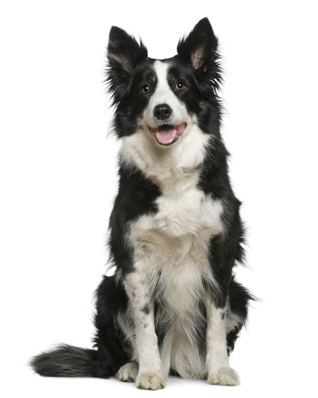 long hair border collie for sale