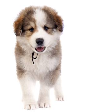 bucovina shepherd dog