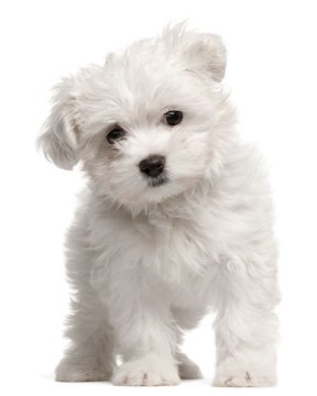 Girl Dog Names For Teacup Yorkies Girl Dog Names For Teacup Yorkies