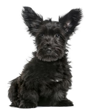 Skye Terrier image