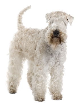 soft coated wheaten terrier for sale