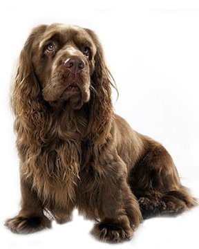 Sussex Spaniel picture