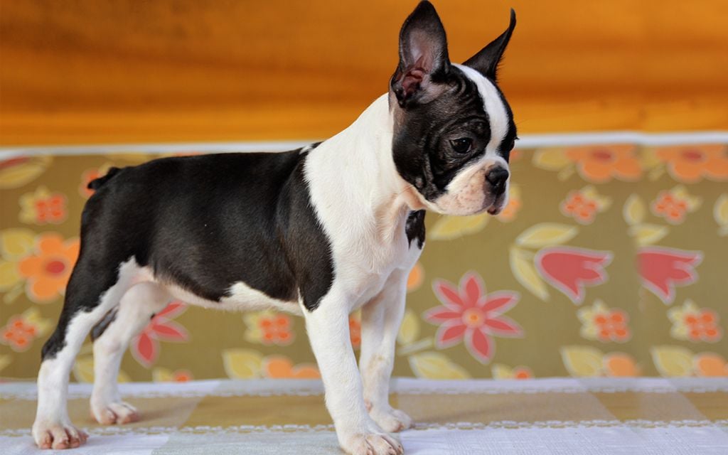 Boston Terrier Puppies For Sale And Perks Associated