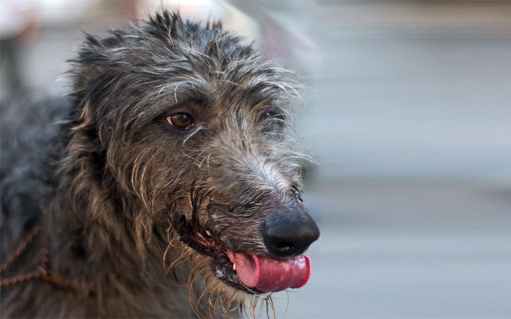 scottish deerhound