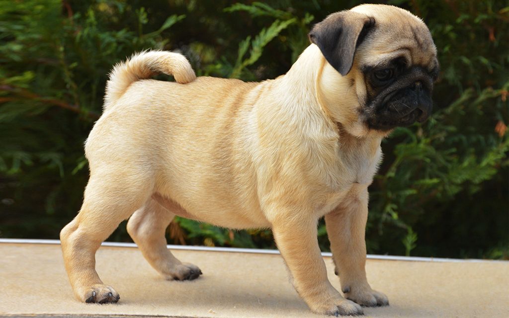 american pug puppies pug puppies breed information puppies for sale american pug puppies pug puppies breed information puppies for sale