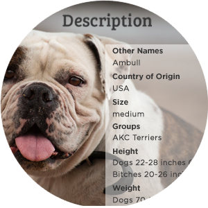 Dog Breed Information