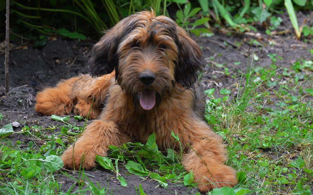 briard puppies for sale briard puppies for sale