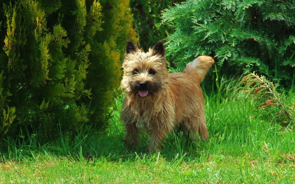 Cairn Terrier Puppies Breed information & Puppies for Sale