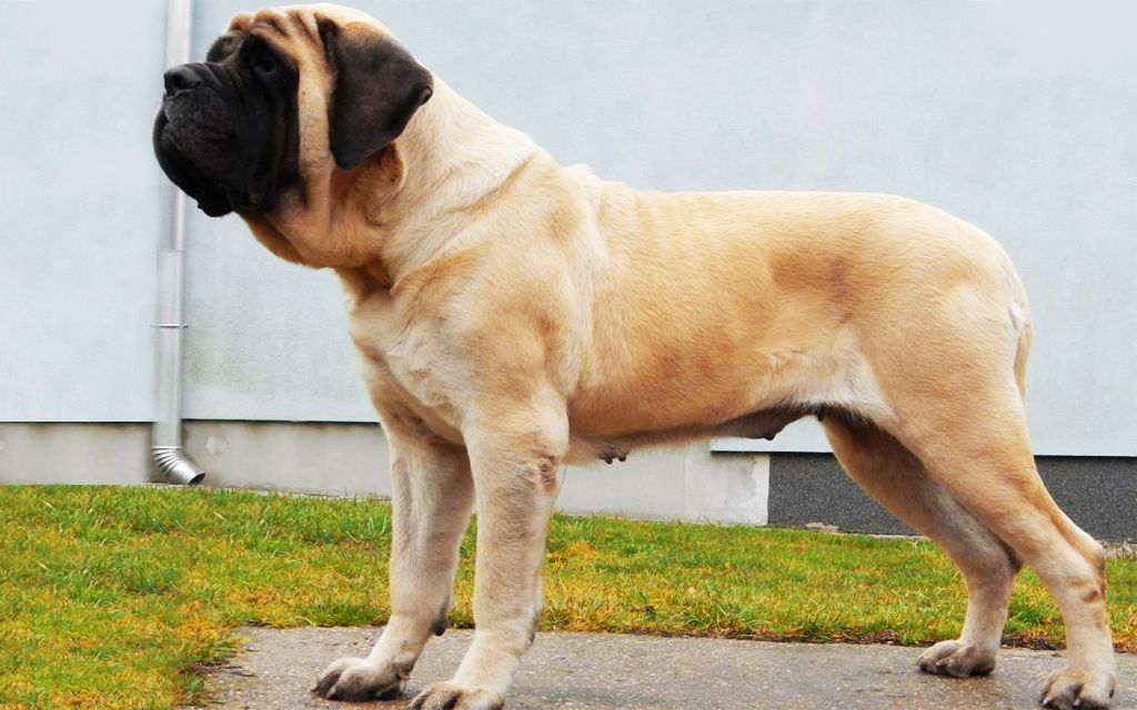 Mastiff kaufen