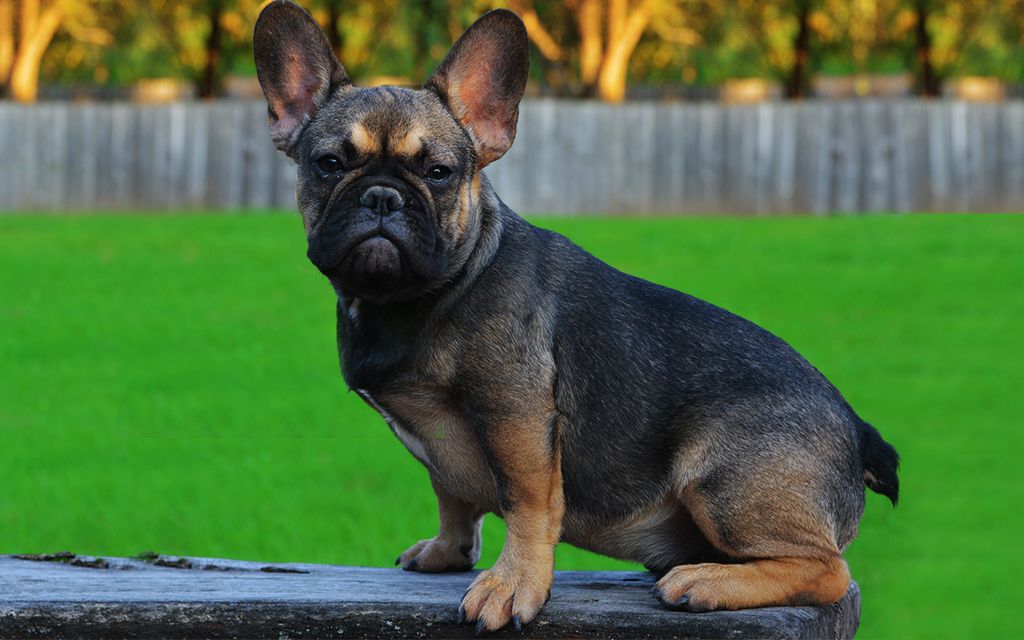 sable french bulldog