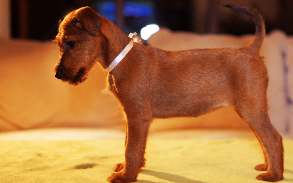 irish terrier puppies irish terrier puppies