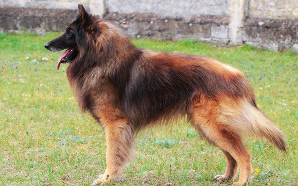 belgian shepherd dog temperament belgian tervuren puppies breed information u0026 puppies for sale belgian shepherd dog temperament belgian tervuren puppies breed information u0026 puppies for sale
