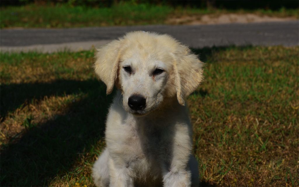 kuvasz puppies for sale kuvasz puppies breed information puppies for sale kuvasz puppies for sale kuvasz puppies breed information puppies for sale