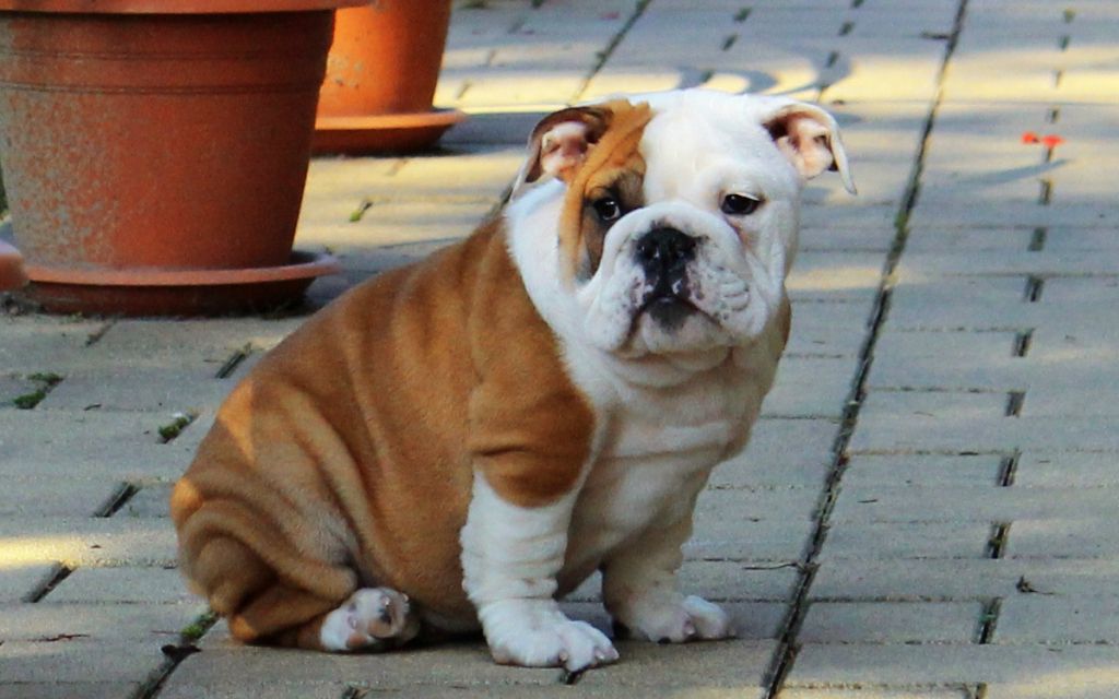 mini british bulldog for sale