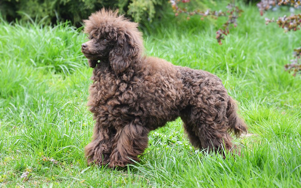chocolate miniature poodle