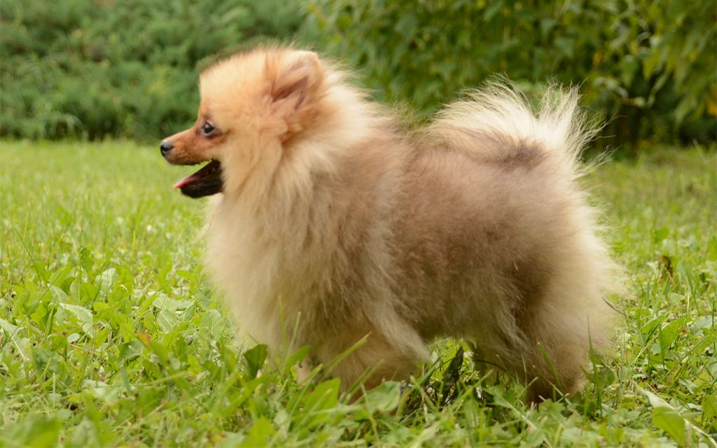 pomeranian lifespan in human years pomeranian puppies breed information puppies for sale pomeranian lifespan in human years pomeranian puppies breed information puppies for sale