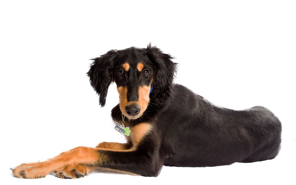 Which Is Perhaps The Oldest Breed Of Domesticated Dog Which Is Perhaps The Oldest Breed Of Domesticated Dog