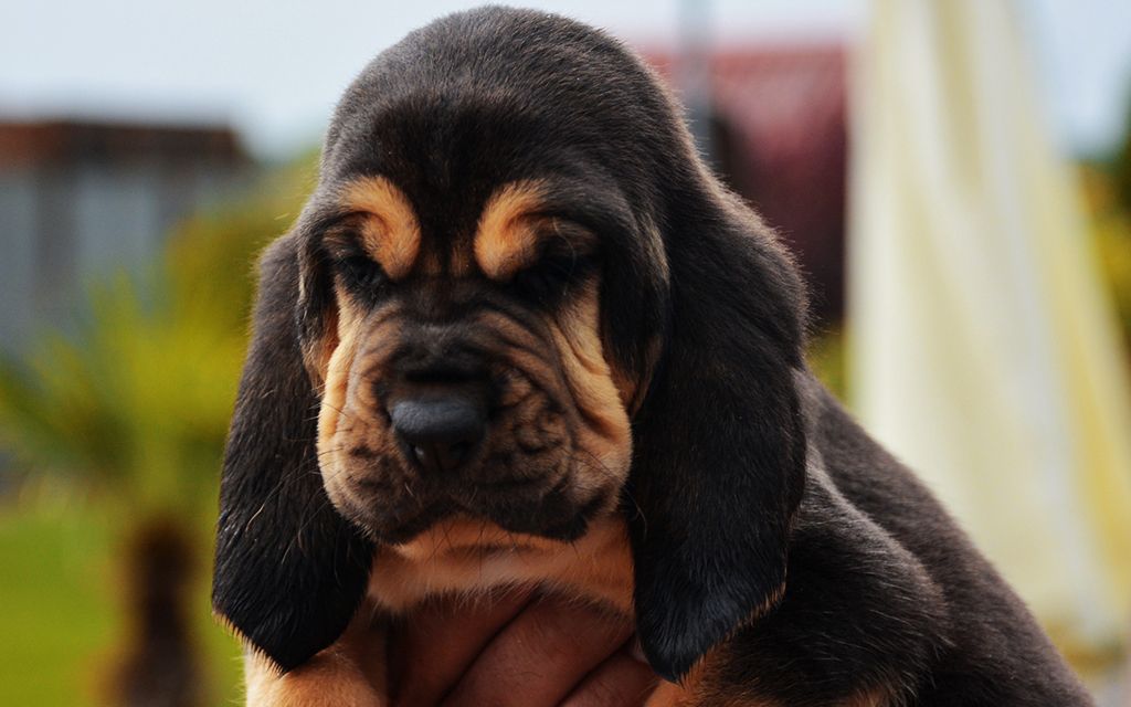 Bloodhound Breed Dog Breed information & Pictures