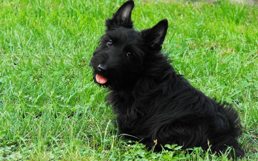 Scottish Terrier Puppies Breed information & Puppies for Sale