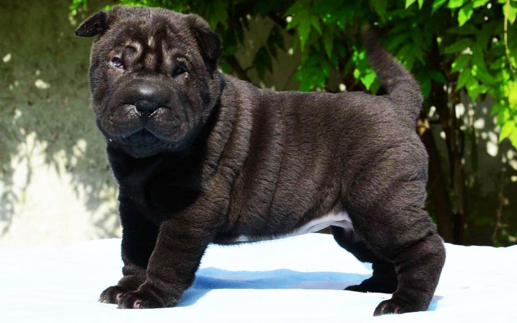 Shar Pei Puppies Breed Information Puppies For Sale