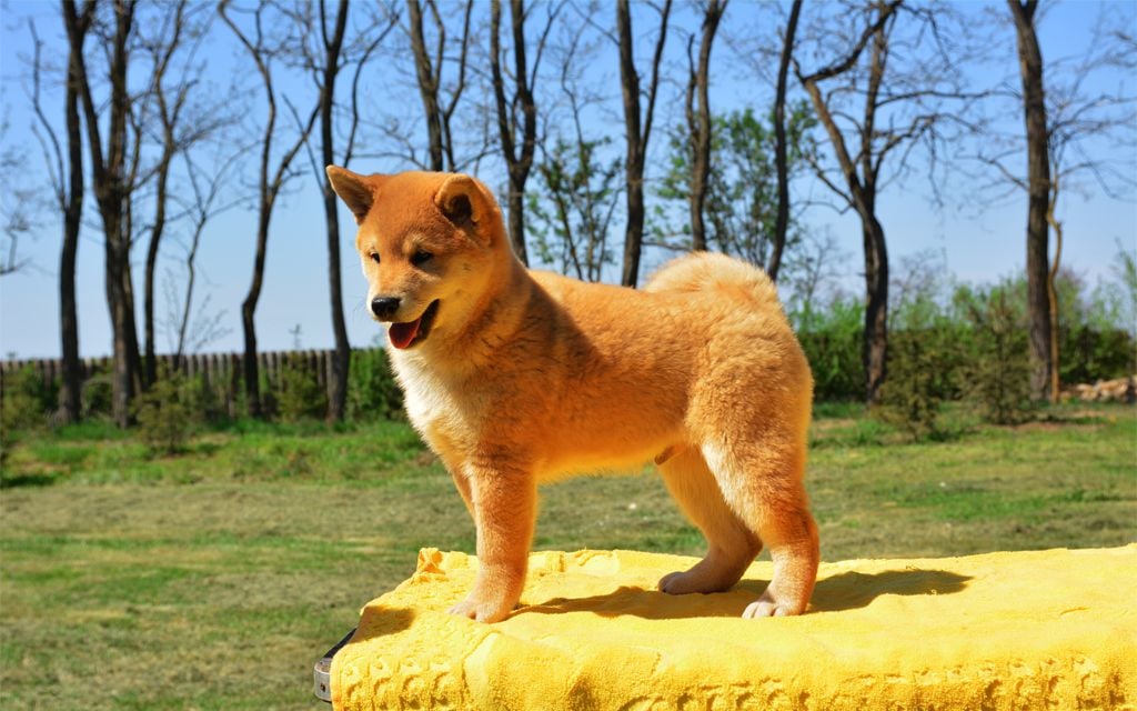 Shiba Inu Puppies Breed Information Puppies For Sale