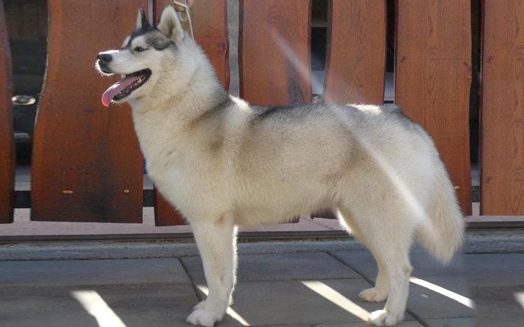 Siberian Husky Puppies Breed information & Puppies for Sale