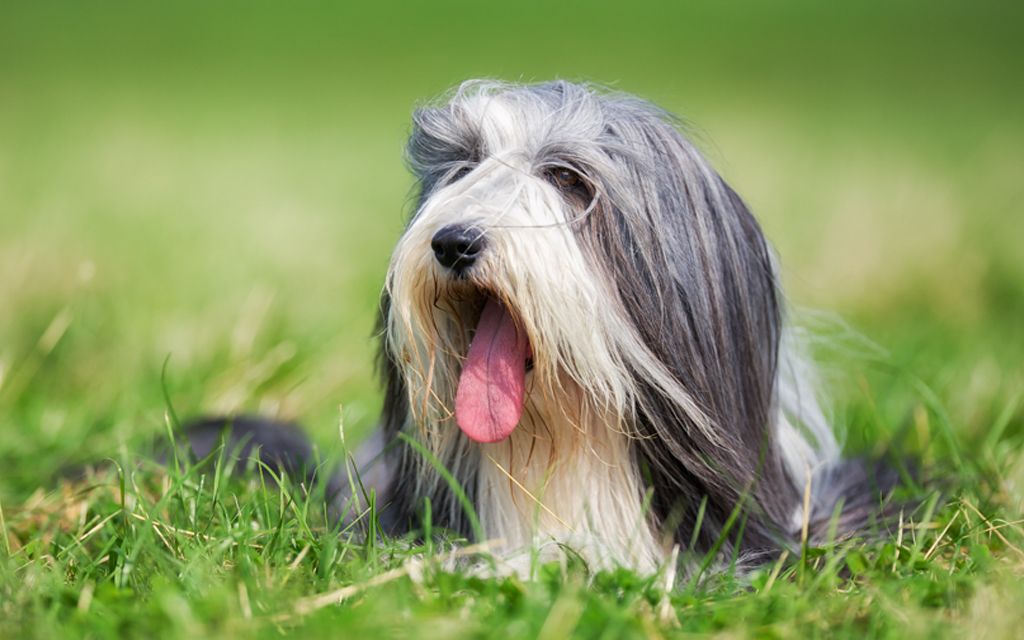 Bearded Collie Puppies Breed Information Puppies For Sale