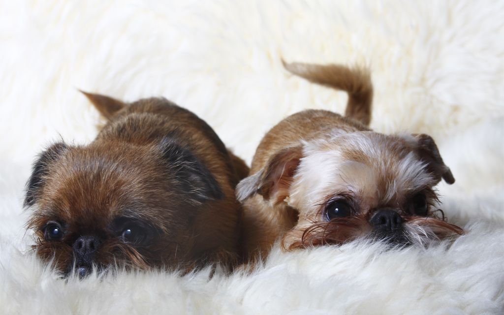 Brussels Griffon Puppies Breed information & Puppies for Sale