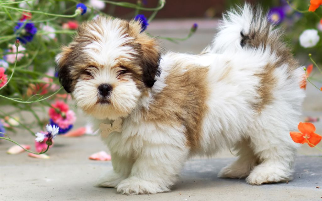 23+ Lhasa Apso Dog Price