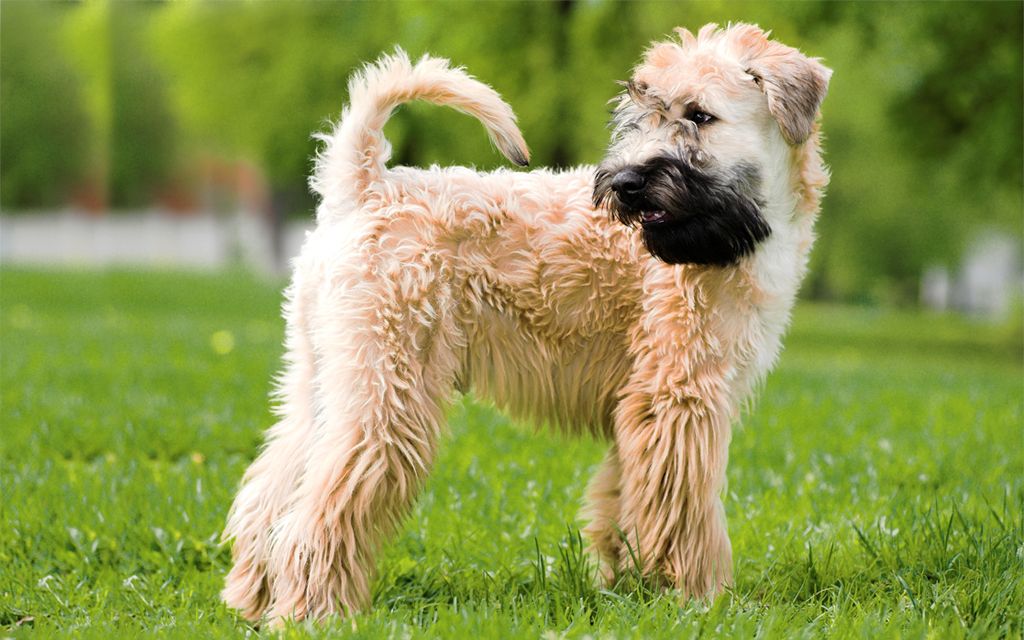 Soft coated hot sale wheaten terrier prijs
