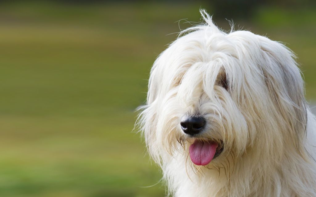 russian sheepdog ovcharka