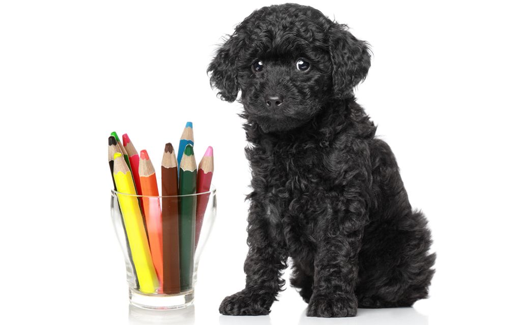 Toy Poodle Puppies Breed information & Puppies for Sale