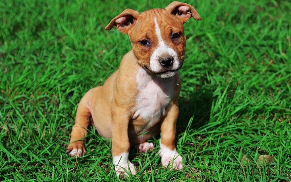 American Staffordshire Puppies Breed information & Puppies