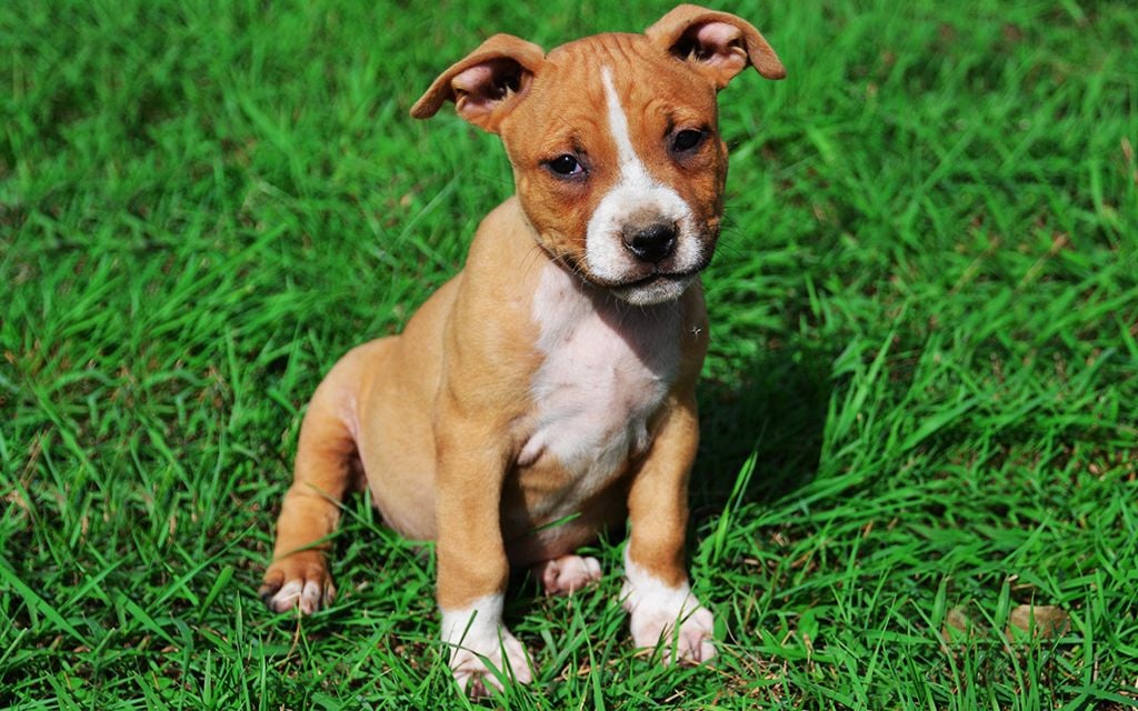 puppy american staffy