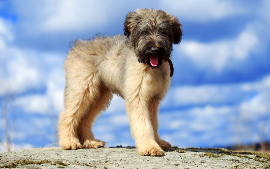 Briard Puppies Breed information & Puppies for Sale