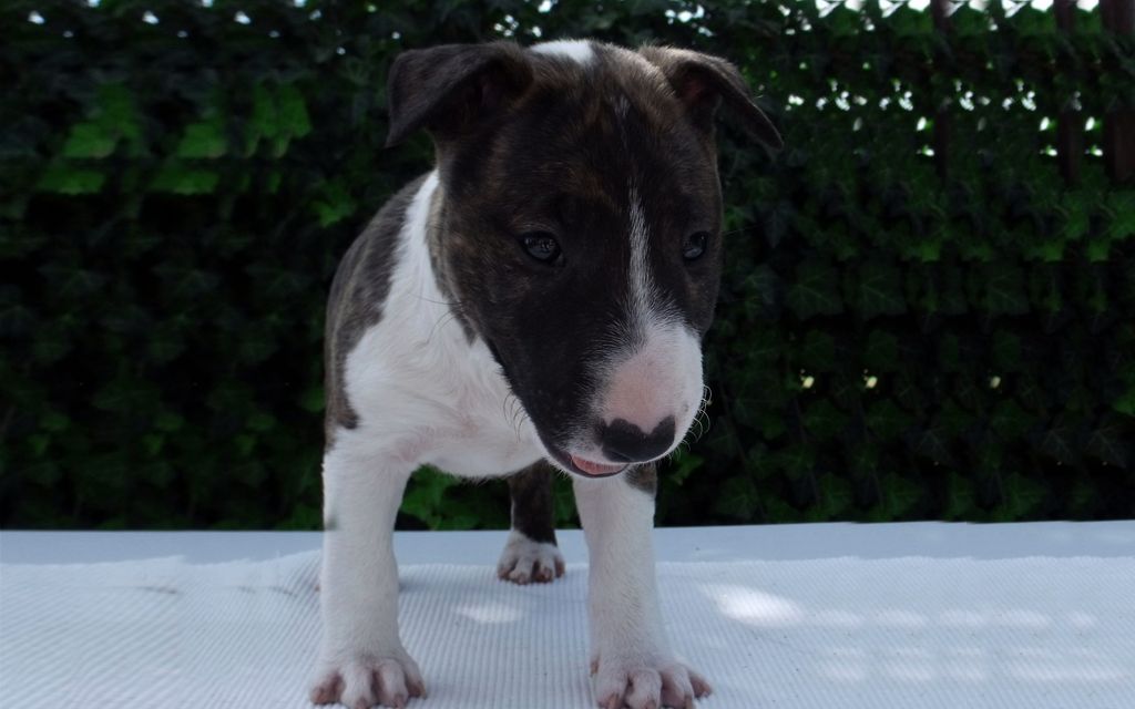 Bull Terrier Puppies Breed information & Puppies for Sale