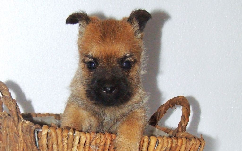 red cairn terrier