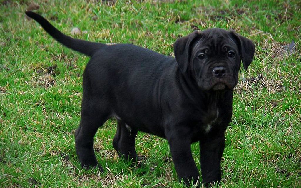 Cane Corso Puppies Breed information & Puppies for Sale