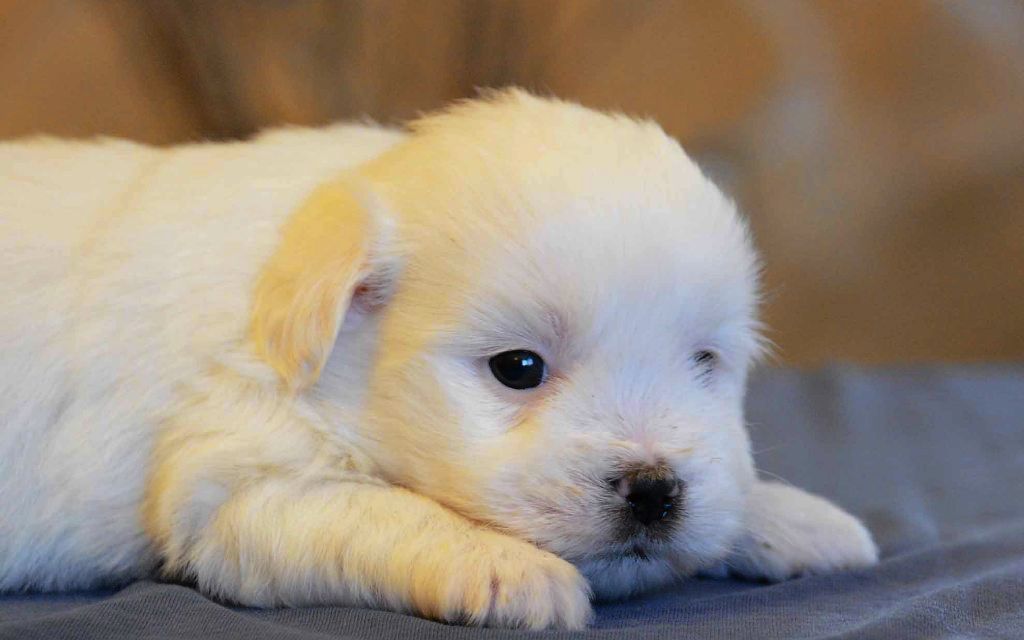 coton de tulear puppies breed information puppies for sale