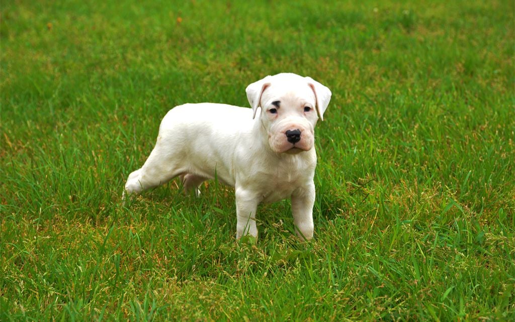 Dogo Argentino Puppies Breed information & Puppies for Sale