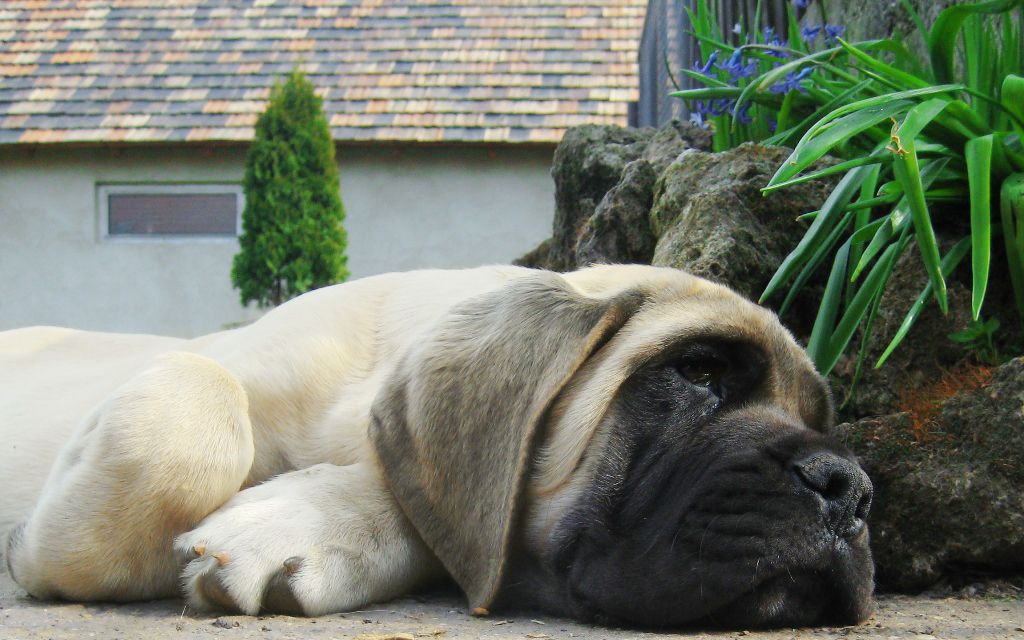 english mastiff