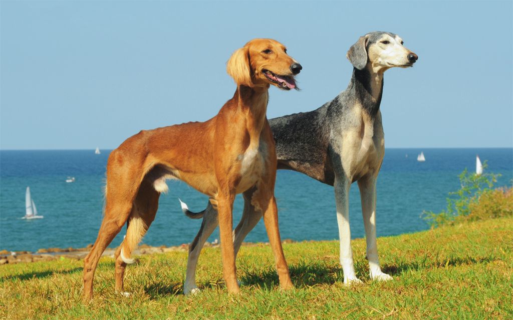 Saluki Puppies Breed information & Puppies for Sale