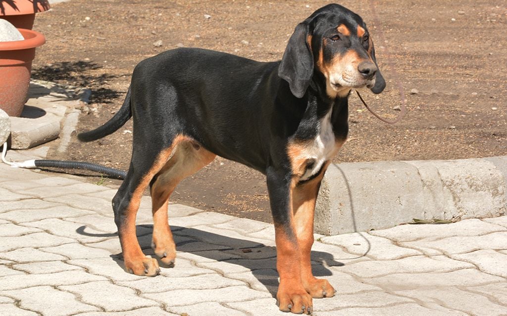 Transylvanian Hound Puppies Breed Information Puppies For Sale