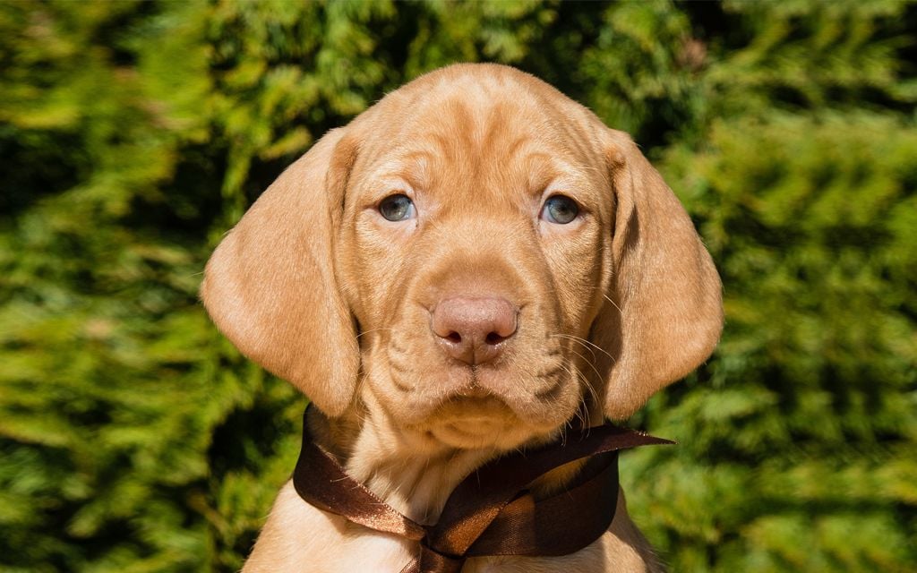 View Ad: Vizsla Puppy for Sale near New Hampshire USA