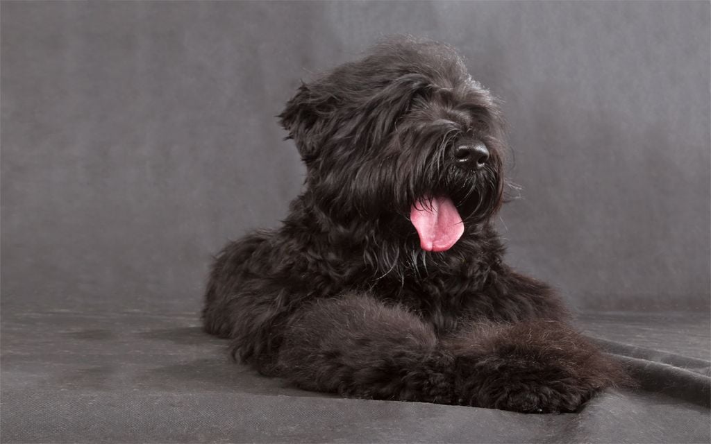 Black Russian Terrier Puppies Breed Information