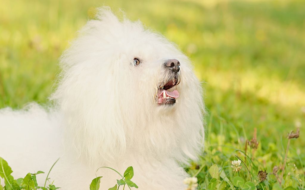 Bolognese Puppies Breed information & Puppies for Sale