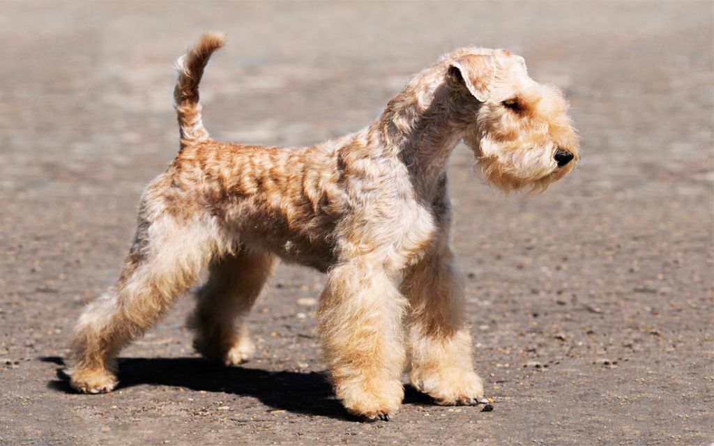 black lakeland terrier puppies