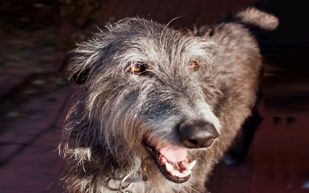 Scottish Deerhound Puppies Breed information & Puppies for Sale