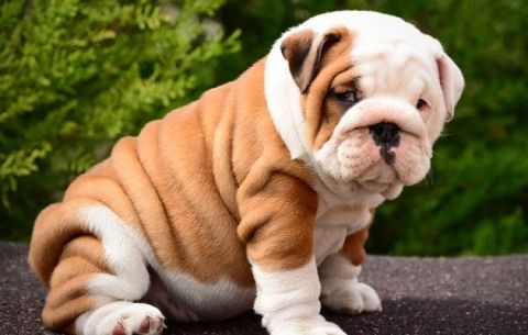 Most popular puppies