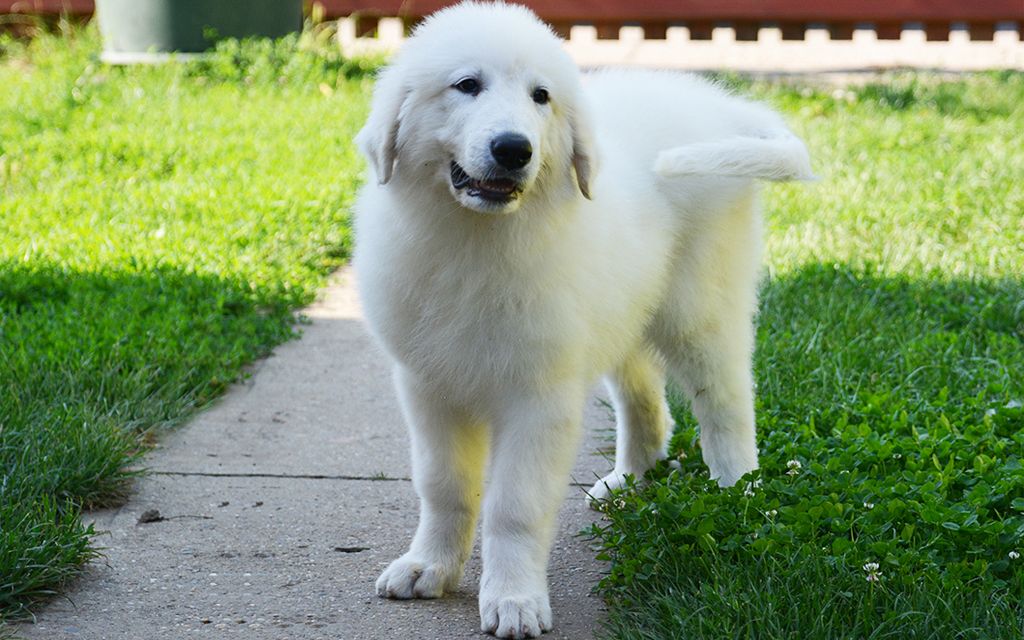 Pyrenäenberghund Breed Dog Breed Information Pictures